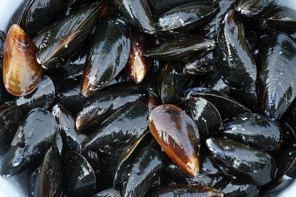 Closeup of a pile of fresh raw mussels
